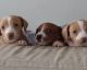 Dachshund Puppies for sale in Palm Springs, CA 92262, USA. price: NA