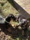 Dachshund Puppies for sale in Kerrville, TX 78028, USA. price: $600