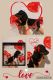 Dachshund Puppies for sale in Fresno, CA, USA. price: NA