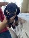 Dachshund Puppies for sale in Lula, GA 30554, USA. price: NA