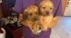 Dachshund Puppies for sale in 6625 Garnet Ave, Port Arthur, TX 77640, USA. price: $300