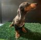 Dachshund Puppies for sale in Palmdale, CA 93550, USA. price: NA