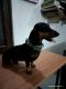 Dachshund Puppies for sale in Faridabad, Haryana, India. price: 7000 INR