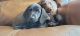 Dachshund Puppies for sale in Cedarcreek, MO 65627, USA. price: NA