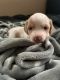 Dachshund Puppies for sale in South Miami, FL, USA. price: NA