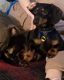 Dachshund Puppies for sale in Staten Island, NY, USA. price: NA