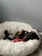 Dachshund Puppies for sale in Wayne, MI 48184, USA. price: $1,000