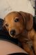 Dachshund Puppies for sale in Leesburg, FL, USA. price: NA
