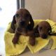 Dachshund Puppies for sale in Lampasas, TX 76550, USA. price: NA