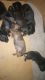 Dachshund Puppies for sale in Santa Paula, CA 93060, USA. price: NA