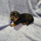 Dachshund Puppies for sale in Prattville, AL, USA. price: NA