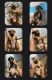 Dachshund Puppies for sale in Phoenix, AZ, USA. price: NA