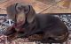 Dachshund Puppies for sale in Brevard County, FL, USA. price: $80,000