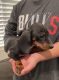 Dachshund Puppies for sale in Fresno, CA, USA. price: $1,000