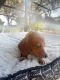 Dachshund Puppies for sale in Orlando, FL, USA. price: $3,500