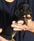 Dachshund Puppies for sale in Branson, MO 65616, USA. price: $5,001,000