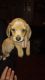 Dachshund Puppies for sale in Caddo, OK 74729, USA. price: $300