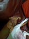 Dachshund Puppies for sale in Killeen, TX 76541, USA. price: NA