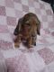 Dachshund Puppies for sale in Dallas, TX, USA. price: $1,000