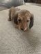 Dachshund Puppies for sale in San Antonio, TX, USA. price: $1,600