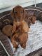 Dachshund Puppies for sale in Texarkana, TX, USA. price: NA