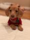 Dachshund Puppies for sale in Polaris, Columbus, OH, USA. price: NA