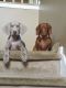 Dachshund Puppies for sale in Hockessin, DE, USA. price: $50