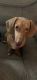 Dachshund Puppies for sale in Austintown, OH, USA. price: NA