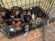 Dachshund Puppies for sale in Woodbridge, VA 22191, USA. price: NA
