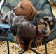 Dachshund Puppies for sale in Mt Pleasant, IA 52641, USA. price: $1,000