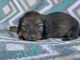 Dachshund Puppies for sale in Cleveland, NC 27013, USA. price: $1,200