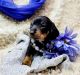 Dachshund Puppies for sale in Becker, MN 55308, USA. price: NA