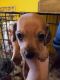 Dachshund Puppies for sale in Quemado, TX 78877, USA. price: NA