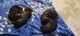 Dachshund Puppies for sale in Poonamallee, Chennai, Tamil Nadu, India. price: 4500 INR