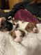 Dachshund Puppies for sale in Freeport, ME 04032, USA. price: NA