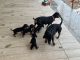 Dachshund Puppies for sale in Kachiguda, Hyderabad, Telangana, India. price: 10000 INR