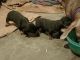 Dachshund Puppies for sale in Prayagraj, Uttar Pradesh, India. price: 8000 INR