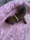Dachshund Puppies for sale in Roseville, CA, USA. price: NA