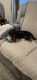 Dachshund Puppies for sale in Brookhaven, NY 11719, USA. price: NA