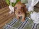Dachshund Puppies for sale in Bunnell, FL, USA. price: $1,250