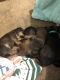 Dachshund Puppies for sale in Columbus, MS, USA. price: NA