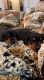 Dachshund Puppies for sale in New London, MN, USA. price: NA