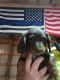 Dachshund Puppies for sale in Lawson, MO 64062, USA. price: NA