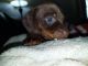 Dachshund Puppies for sale in Lake Charles, LA 70601, USA. price: NA