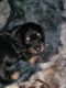 Dachshund Puppies for sale in Lexington, NC, USA. price: NA