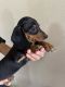 Dachshund Puppies for sale in Fresno, CA, USA. price: $800