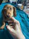 Dachshund Puppies for sale in Canton, OH, USA. price: NA