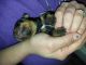 Dachshund Puppies for sale in Greenville, NC, USA. price: NA