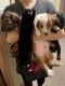 Dachshund Puppies for sale in Stillwater, MN 55082, USA. price: $700
