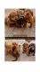 Dachshund Puppies for sale in Ramapuram, Chennai, Tamil Nadu, India. price: 6000 INR